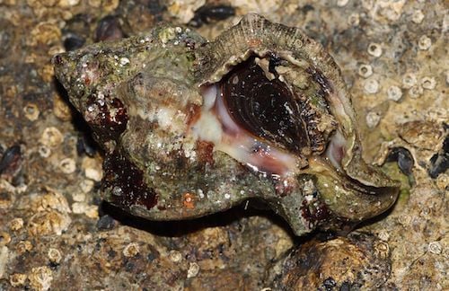 A murex snail (Credit: H. Krisp/Wiki)