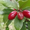 Miracle Berries—Yes, They're Real!