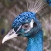Can I Bring My 'Support Peacock' to a Synagogue