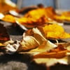 The Rabbi Who Raked Leaves for His Ill Wife