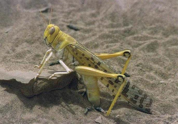 A desert locust (Schistocerca gregaria) laying eggs during the 1994 locust outbreak in Mauritania (photographed by Christiaan Kooyman).