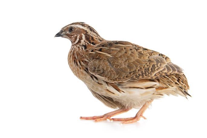 File photo of the coturnix quail.