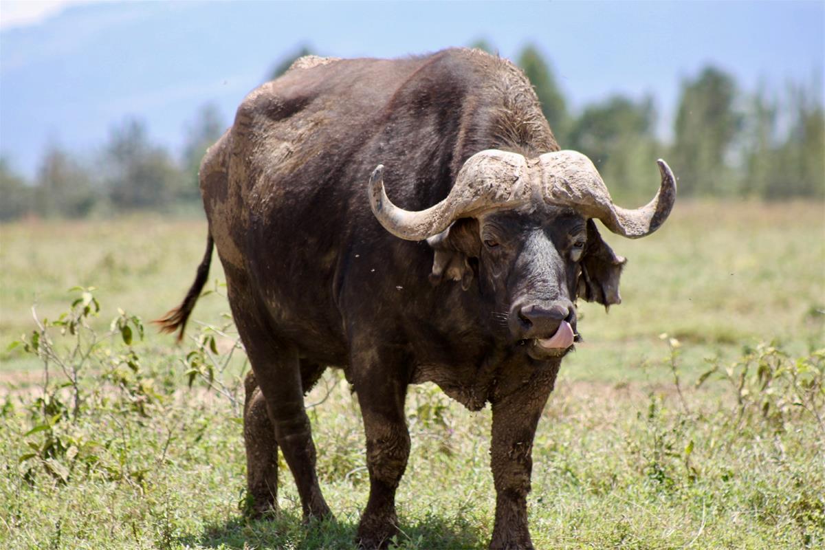 Is Buffalo Kosher? -