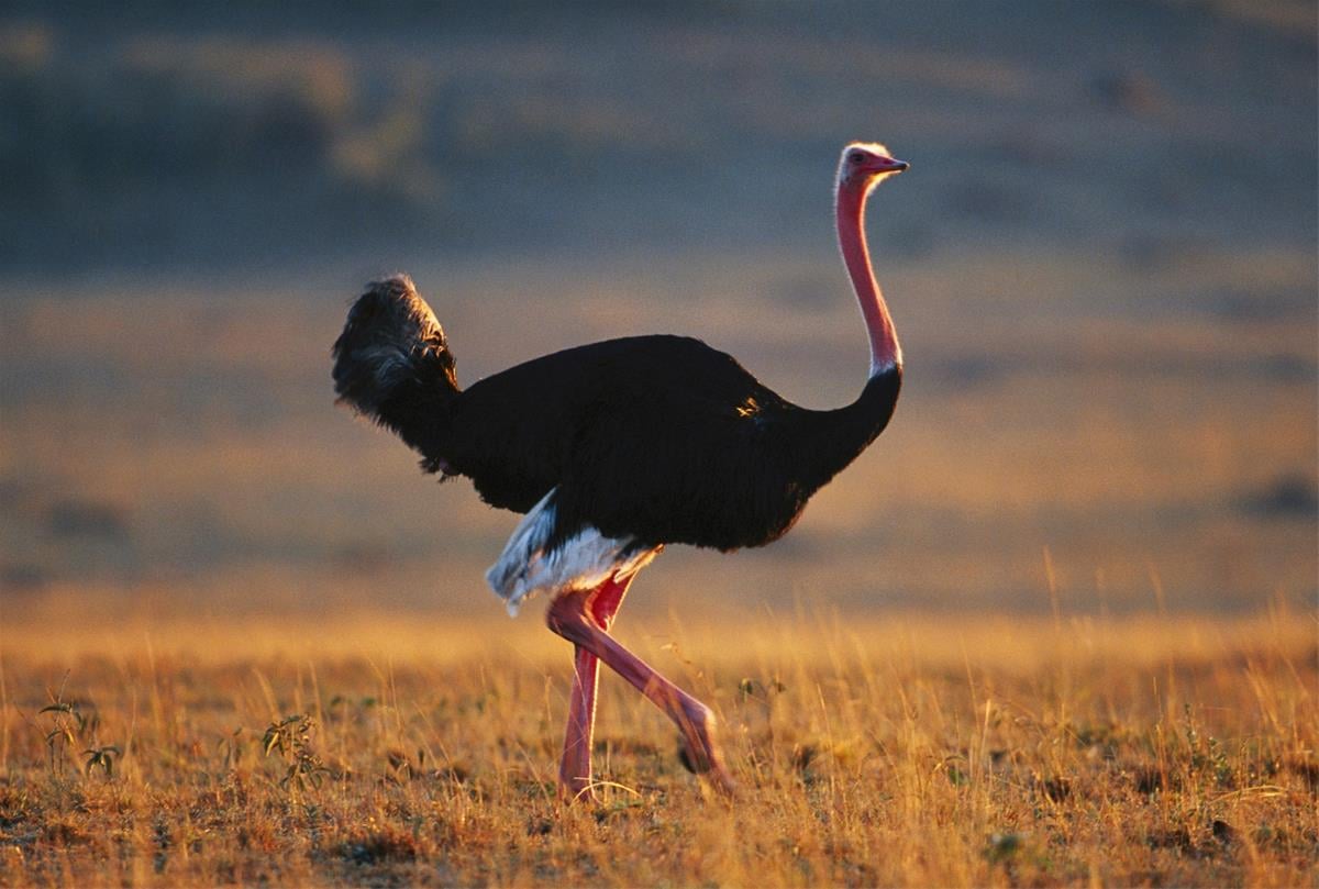 Is Ostrich Kosher? - Chabad.org