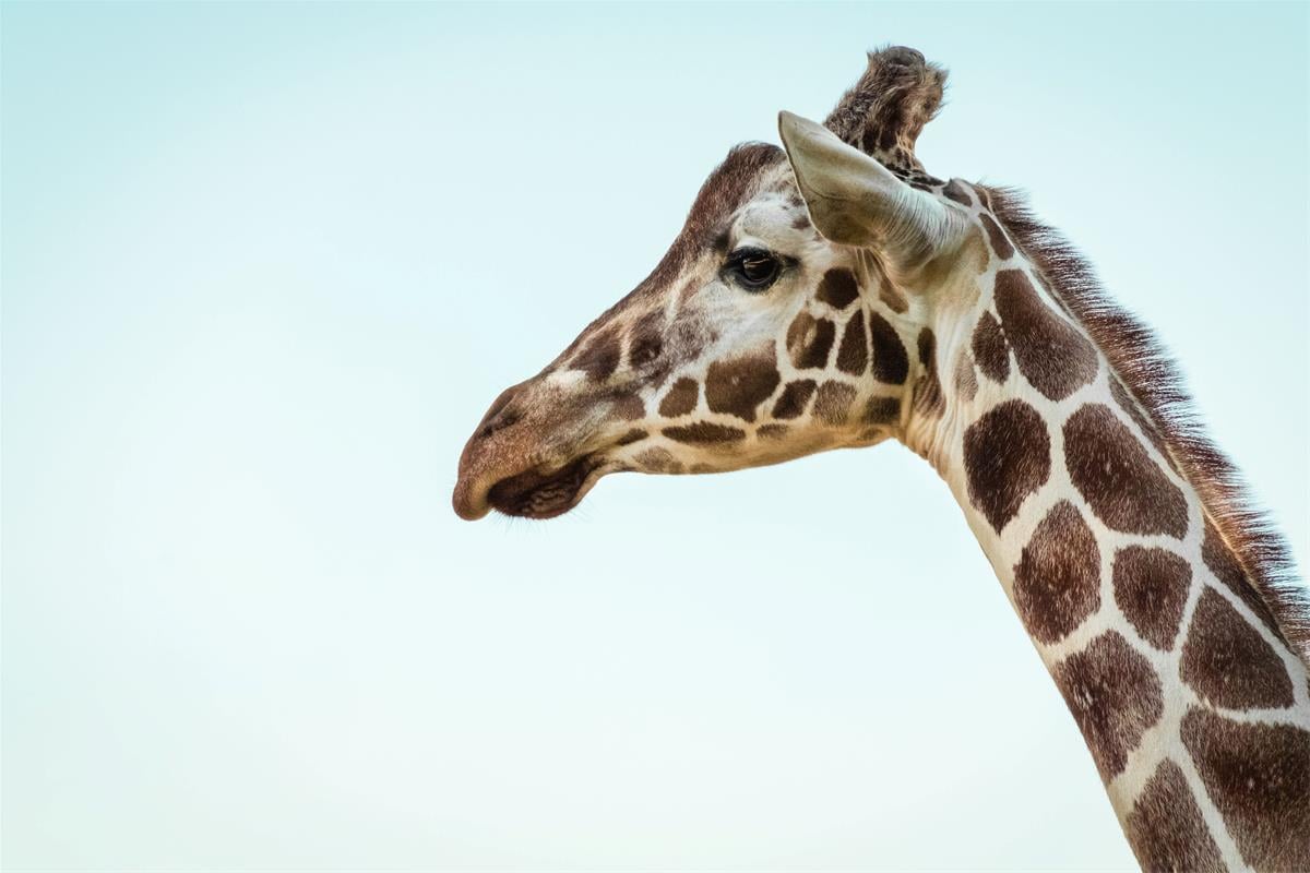 Ile Kręgów Szyjnych Ma żyrafa Is Giraffe Kosher? - Chabad.org