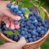 What is the Bracha on Blueberries?