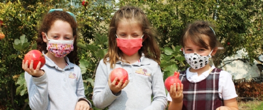 Picking pomegranates for Rosh Hashanah.jpg