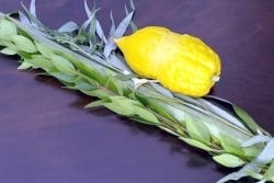 Lulov and Etrog Orders for 2022