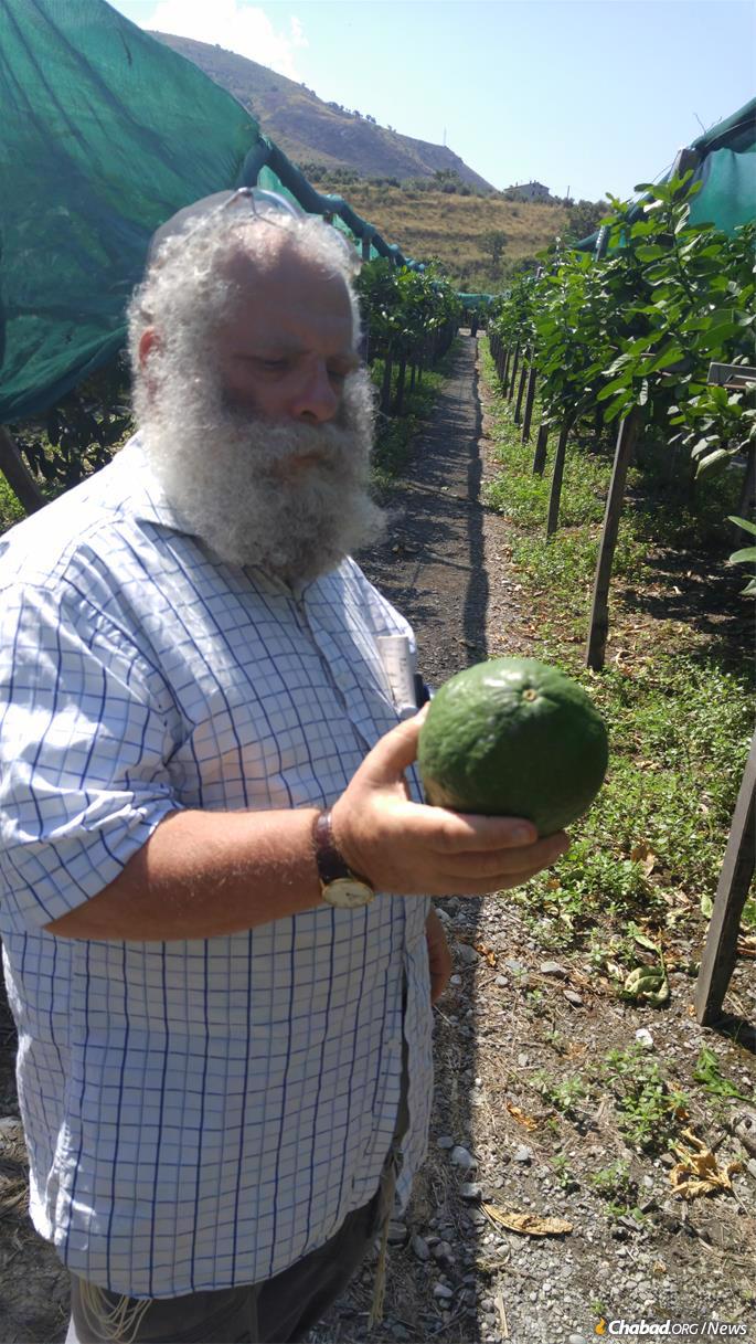 Examining a prime, newly-picked etrog