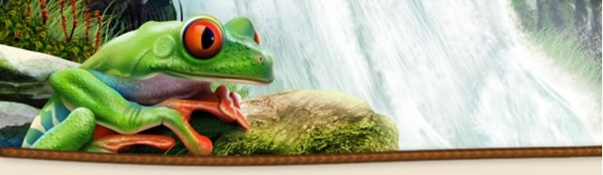 Frogs - Amphibians and Reptiles - Noah's Ark