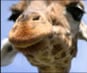 Video of Giraffes