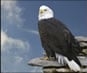Video of Eagles