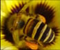 Video of Honeybees