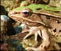 Video of Frogs
