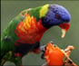 Video of Parrots