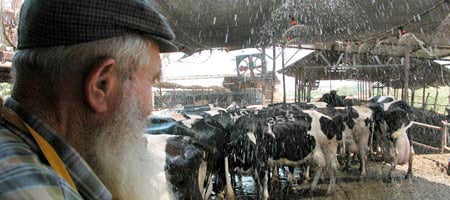 Rivkin and some of his 130 dairy cows Photo: Shmuel Rivkin
