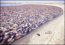 דגי אמנון מתים בעקבות הקרה בישראל. צילום: יח"צ