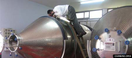 Rabbi Zeev Raskin, co-director of Chabad-Lubavitch of Cyprus, inspects vinimatic tanks at the island’s Lambouri Winery prior to its first-ever run of kosher wine.