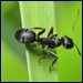 Studieren Sie die Ameisen!