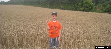 A camper from Gan Israel Chabad-Lubavitch Day Camp of North London explores a field of wheat in the Kent countryside.