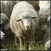 Le Pecore e L'Ebraismo