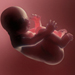 Developing Fetal Consciousness