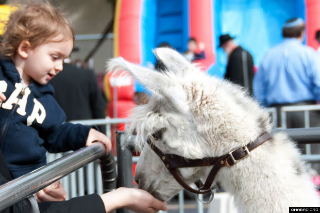 A petting zoo lent a carnival-like atmosphere to the “Dancing in the Streets Party” sponsored by Chicago’s Congregation B’nei Ruven in celebration of the Jewish holiday of Sukkot.