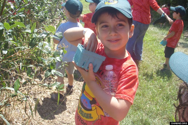Campers from Camp Gan Israel Shaloh House of Boston enjoy a day berry-picking at a nearby farm. Campers from Camp Gan Israel Shaloh House of Boston enjoy a day berry-picking at a nearby farm.