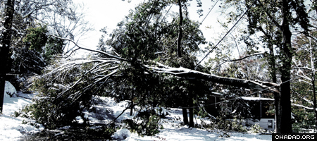 Last weekend’s freak snowstorm brought down trees across the Northeast, including in West Orange, N.J. (Photo: Ryan van Etten/Flickr)