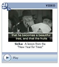 Sicha: A lesson from the New Year for Trees