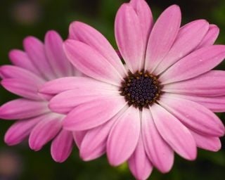 pink flower.jpg