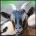 Can I Use a Scapegoat on Yom Kippur?