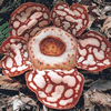 Learn about the Rafflesia Flower