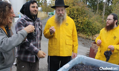 The best grapes of the 2012 vintage were used to make organic kosher wine in Kelowna, British Columbia. Examining the grapes are from left, Stephen Cipes, Ari Cipes, Rabbi Levy Teitlebaum and Rabbi Shmuel Hecht.
