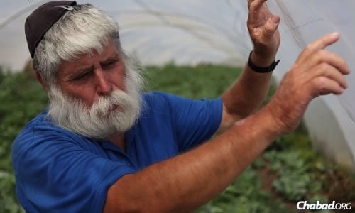 This coming year will be Israeli farmer Zev Steiglitz’s eighth &quot;shemittah,&quot; the sabbatical year for the fields of Israel. (Photo: Yaakov Nahumi/Behadrey Haredim)
