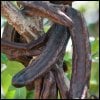 Why Eat Carob on 15 Shevat?
