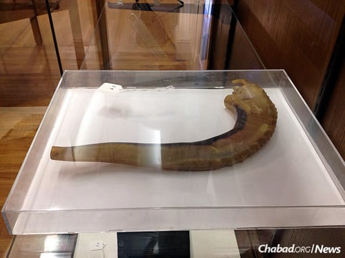 A shofar that belonged to the Tzemach Tzedek. It was used for many years on Rosh Hashanah by the Rebbe before becoming halachically disqualified for use. A part was cut off in order to qualify it anew, but when it was invalidated again, the Rebbe began using another one instead.