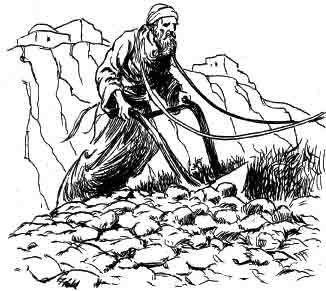 &quot;So Rabbi Pinchas went out and ploughed his field, and planted the grains of barley from two sacks…&quot;