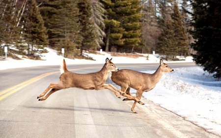 deer-crossing-road.jpg