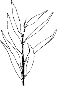 Fig. 27: This willow twig is now invalid (see sec. 647:4).