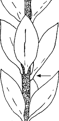 Fig. 24: If the third leaf emerges on a lower level than the other two, this is not considered “braided” (see sec. 646:2).